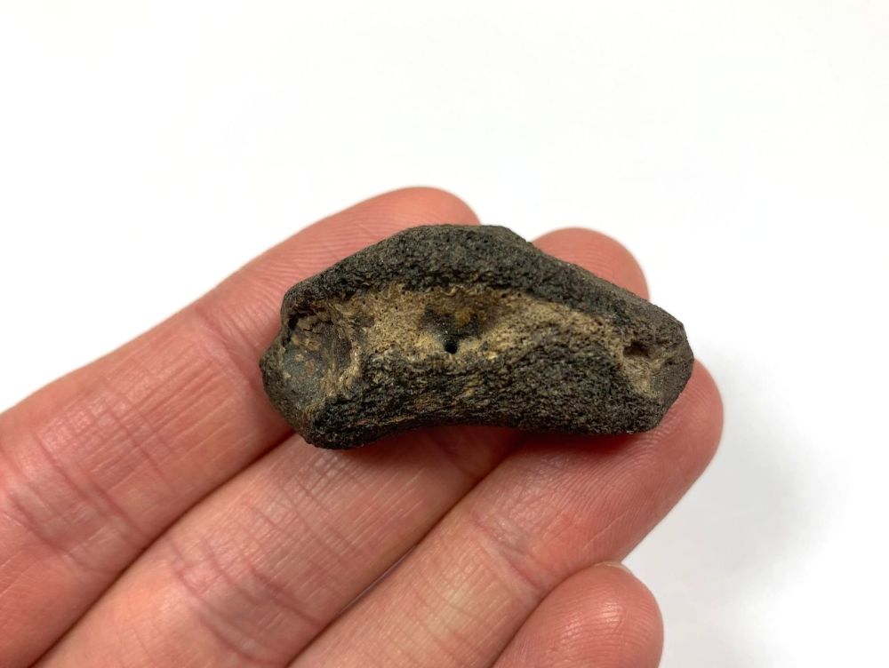 Hadrosaur Digit/Toe Bone (Judith River Fm.) #01