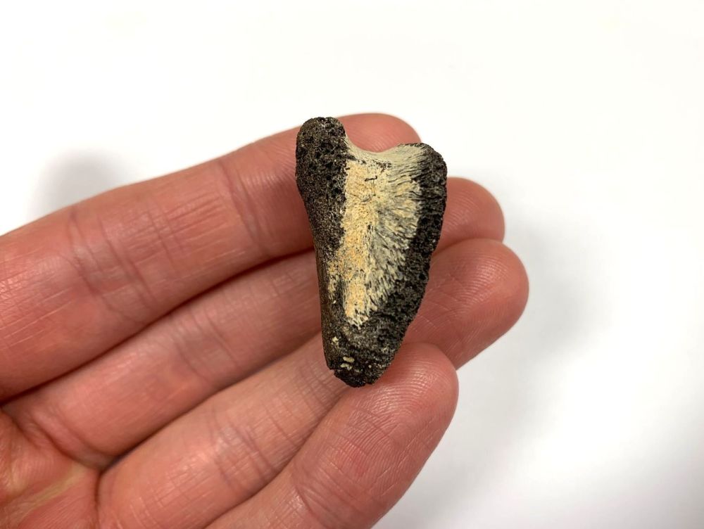 Hadrosaur Digit/Toe Bone (Judith River Fm.) #02