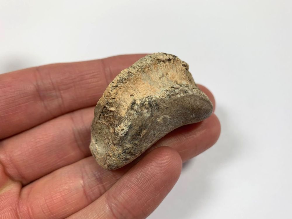 Hadrosaur Digit/Toe Bone (Judith River Fm.) #03