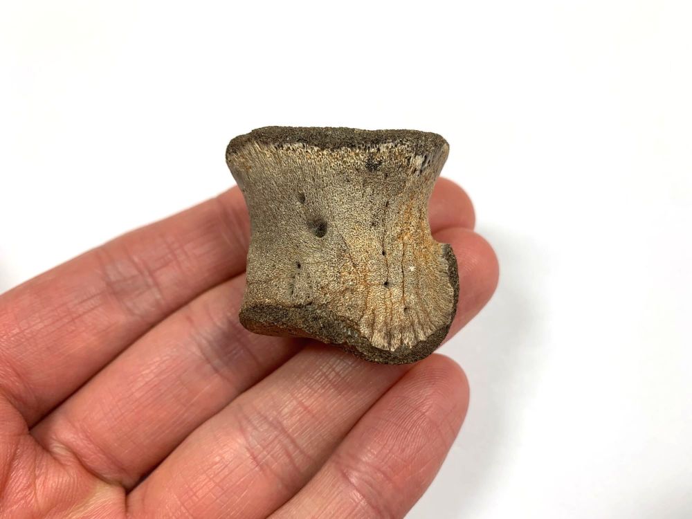 Hadrosaur Digit/Toe Bone (Judith River Fm.) #04