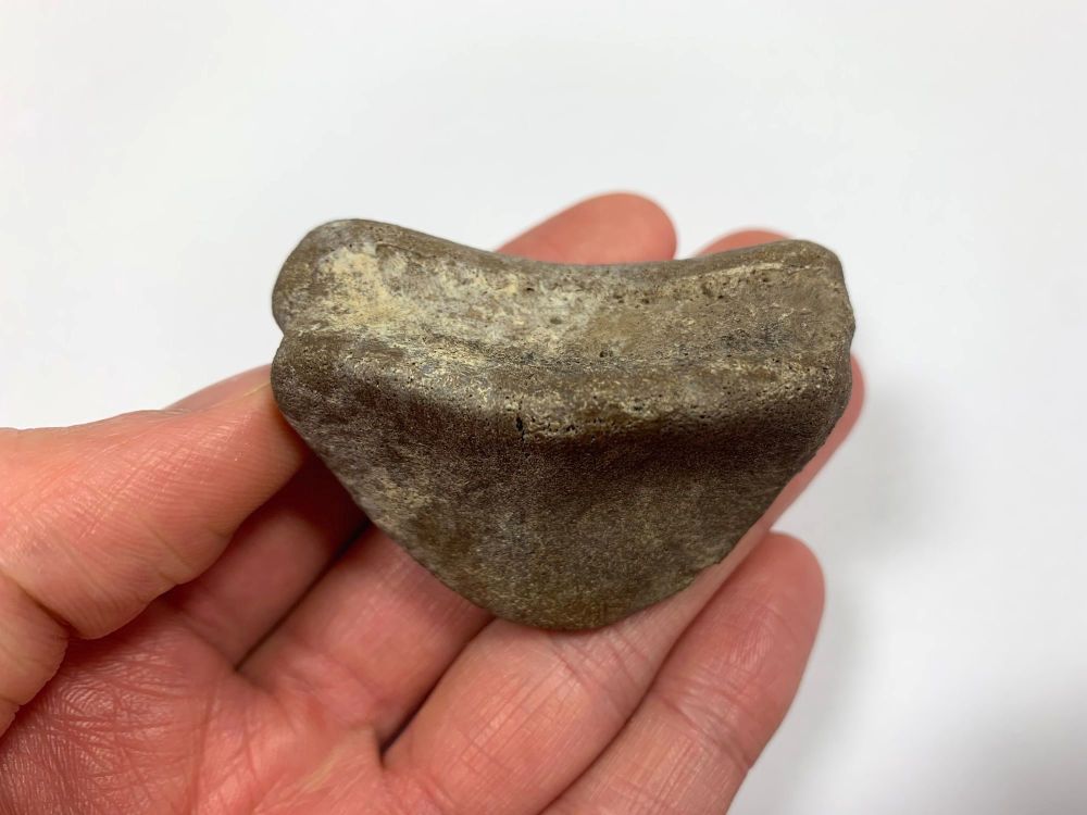 Hadrosaur Digit/Toe Bone (Judith River Fm.) #05