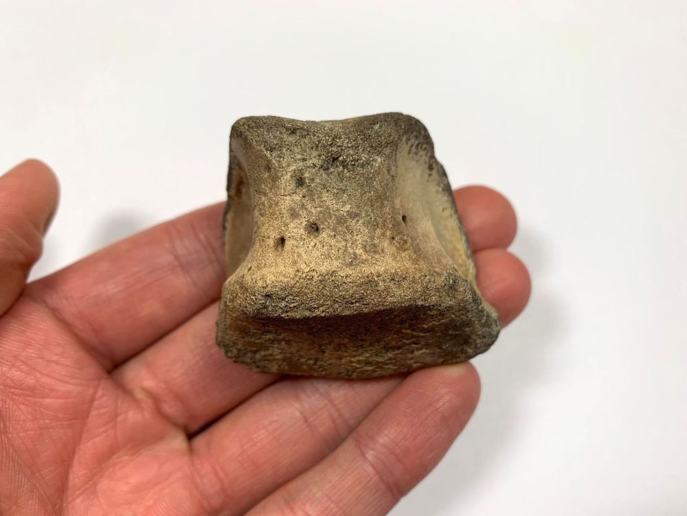 Hadrosaur Digit/Toe Bone (Judith River Fm.) #06