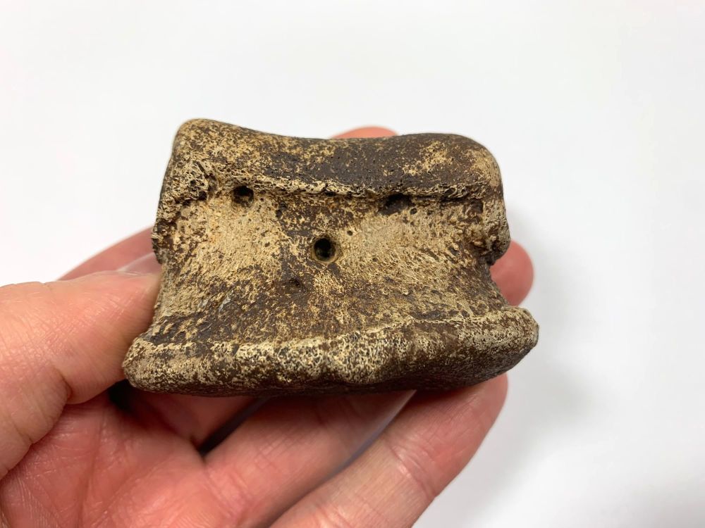 Hadrosaur Digit/Toe Bone (Judith River Fm.) #07