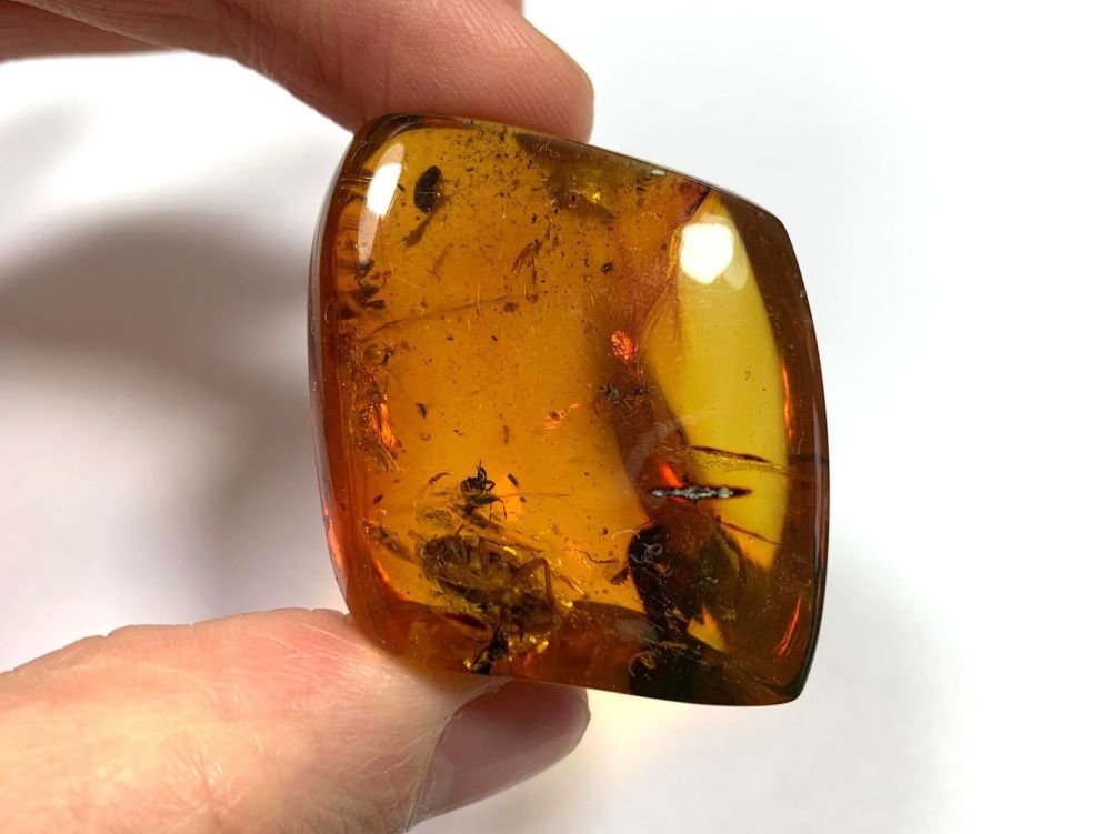 Chiapas (Mexican) Amber with Cockroach