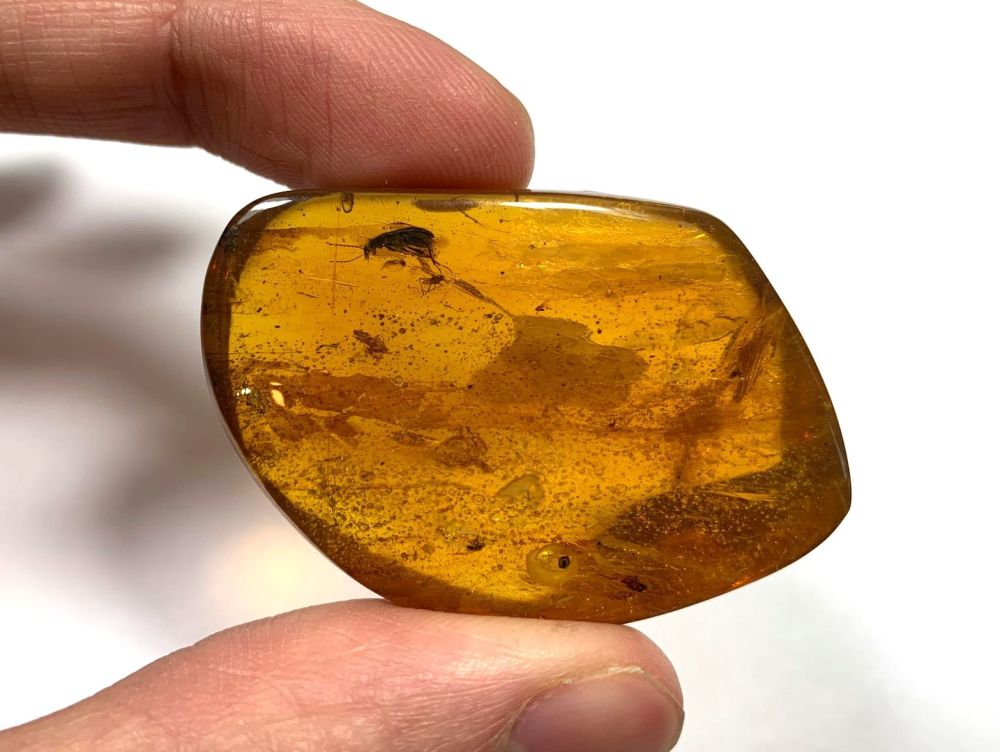 RARE Chiapas (Mexican) Amber with ascomycota (fungus) and Rover Beetle