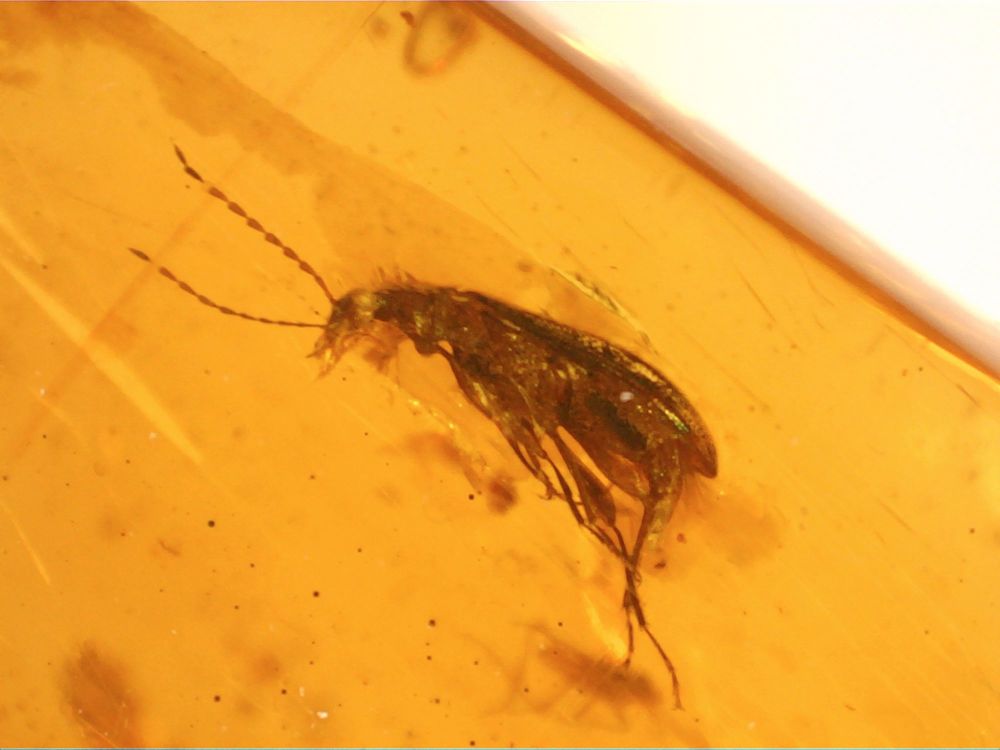 RARE Chiapas (Mexican) Amber with Ascomycota (fungus) and Rover Beetle