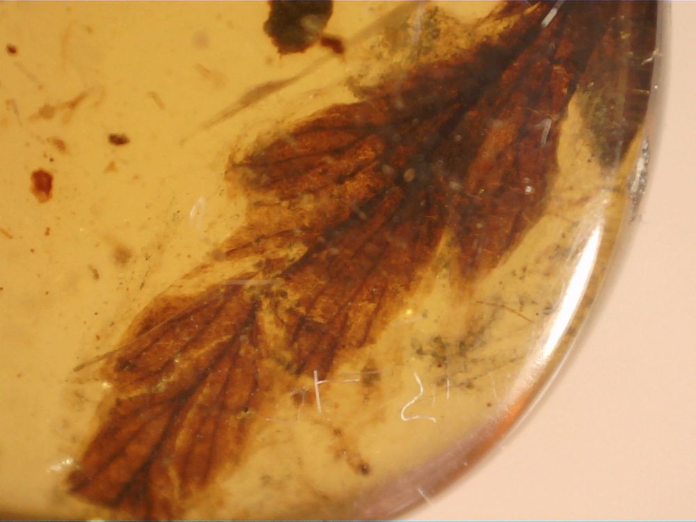 Burmite Amber with Leaf Inclusion #BUR01