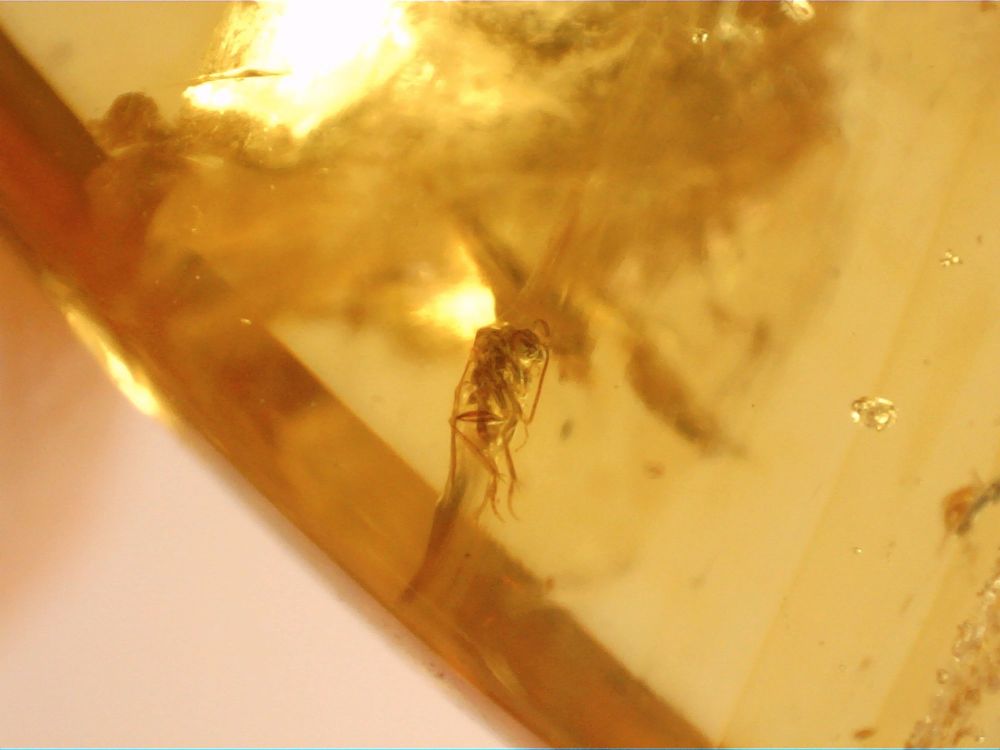 Burmite Amber with Insect Inclusions #BUR04