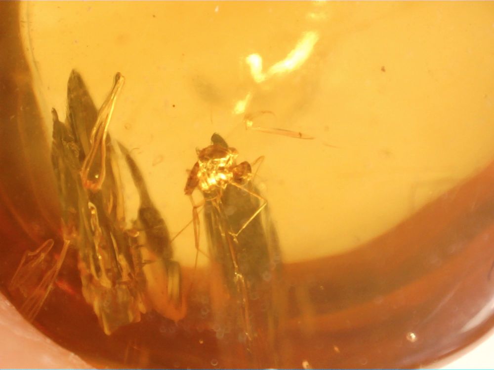 Burmite Amber with Insect Inclusion #BUR05