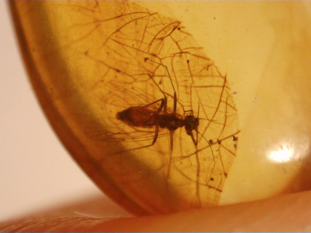 Burmite Amber with Insect Inclusion #BUR09