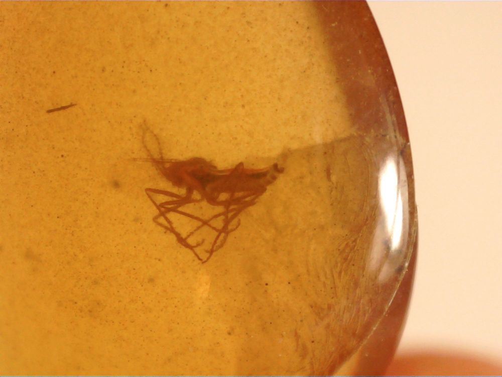 Burmite Amber with Insect Inclusion #BUR10