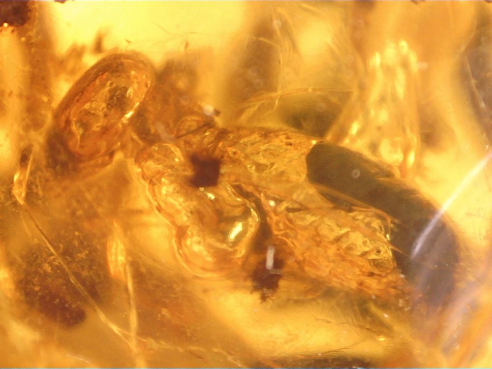 Dominican Amber Inclusion #51 (Termite & Methan Bubbles)