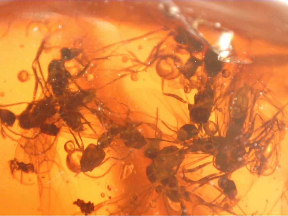 Dominican Amber Inclusion #52 (Swarm of Winged Ants)