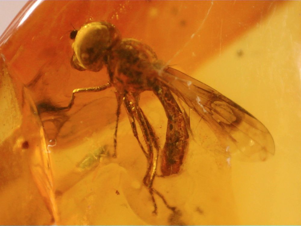 Dominican Amber Inclusion #56 (Fly)