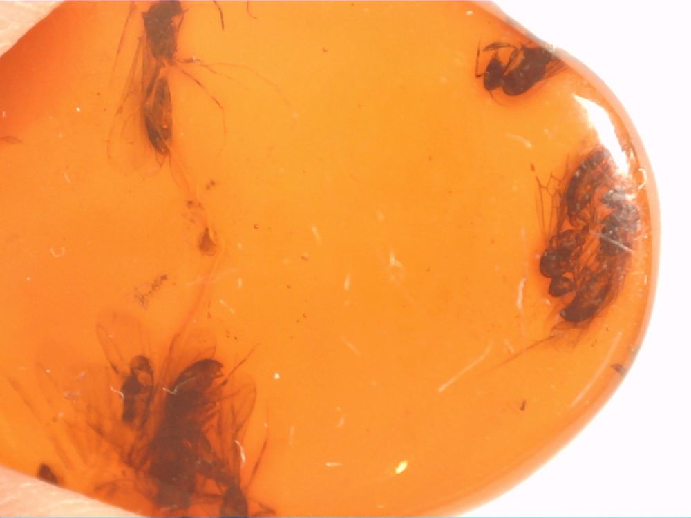 Dominican Amber Inclusion #61 (Winged Ants)