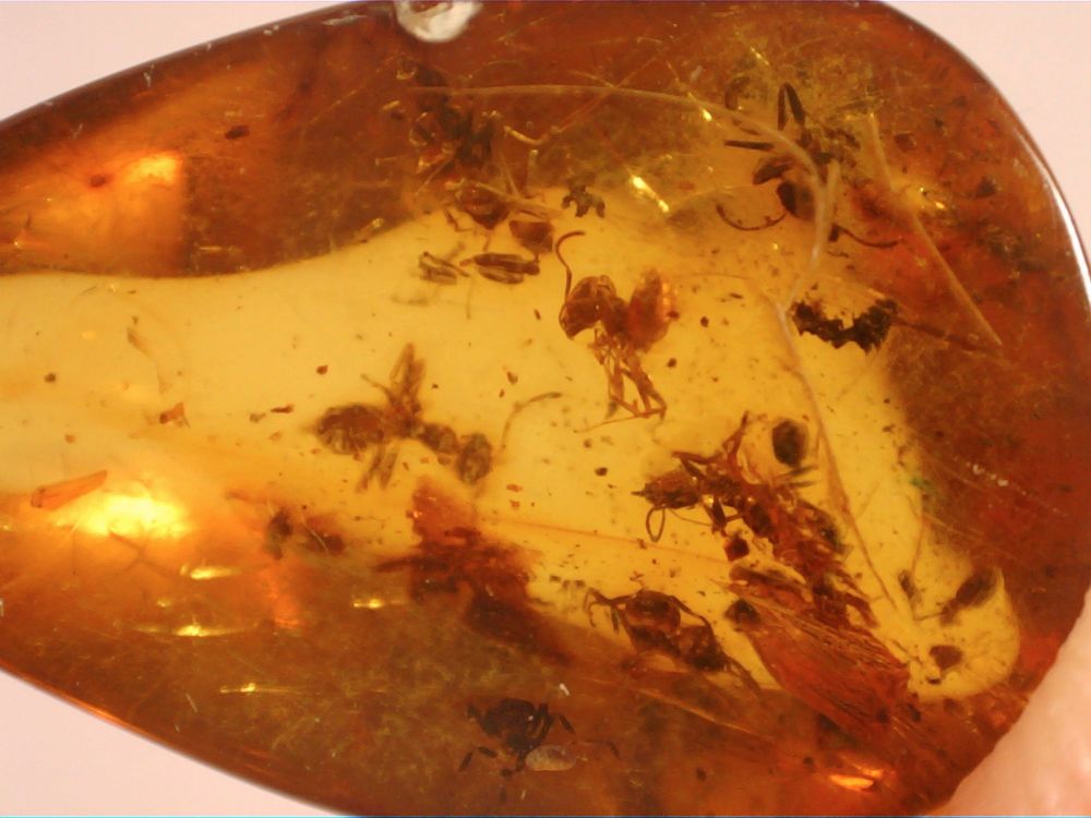 Dominican Amber Inclusion #63 (Ants)