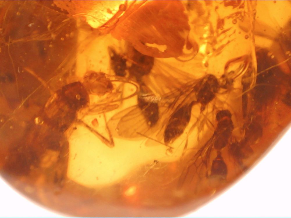 Dominican Amber Inclusion #64 (Winged Ants)
