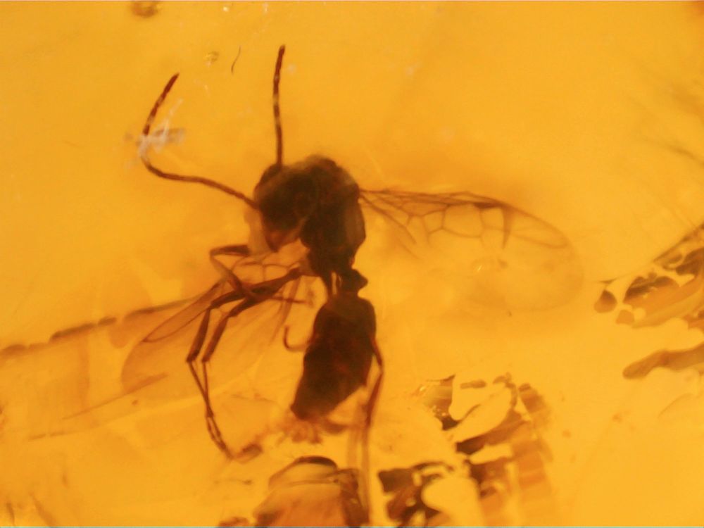Dominican Amber Inclusion #72 (Winged Ants)
