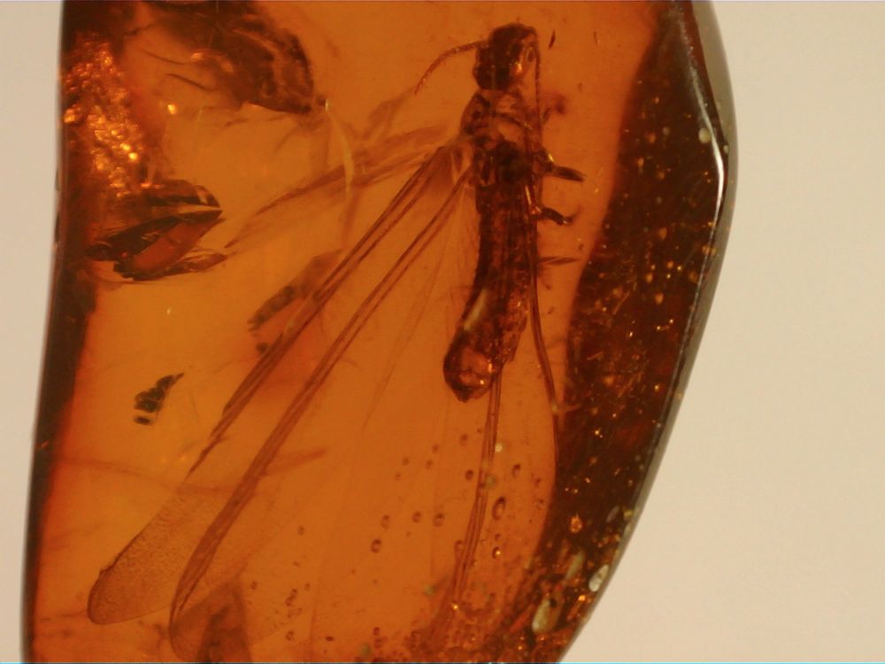 Dominican Amber Inclusion #81 (Termite)