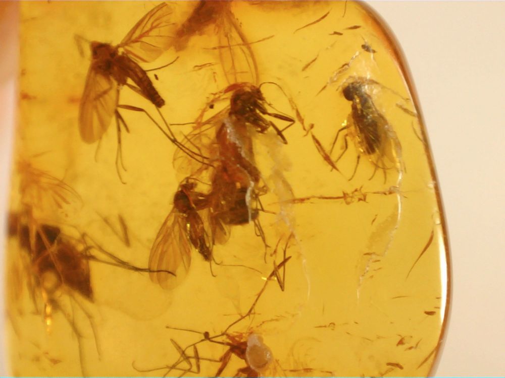 Dominican Amber Inclusion #82 (Winged Insects)