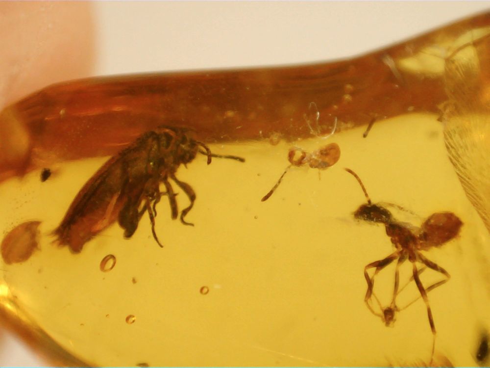 Dominican Amber Inclusion #83 (Ant & Beetle)