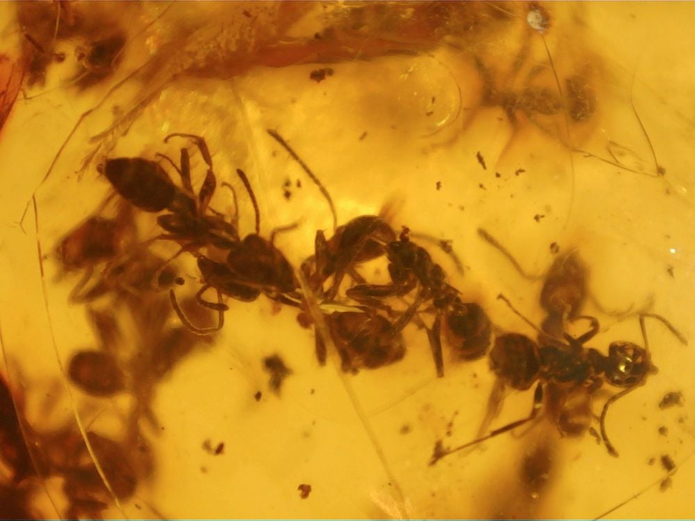 Dominican Amber Inclusion #84 (Swarm of Ants)