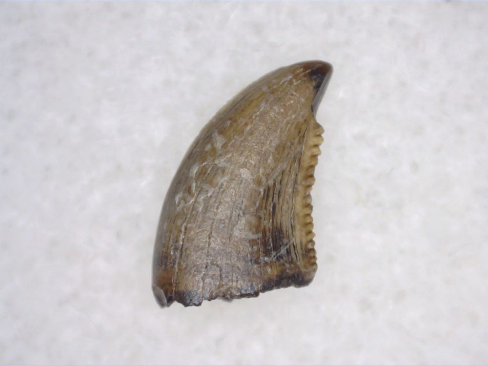 Saurornitholestes Dromaeosaur Tooth (Judith River Fm.) #06