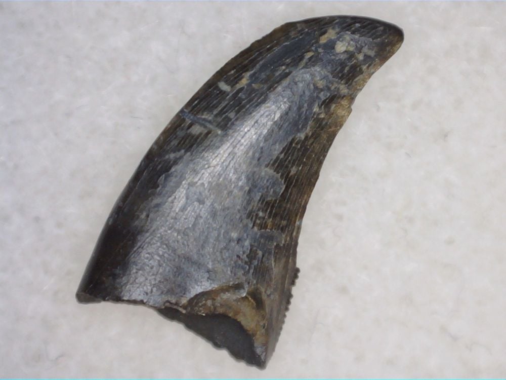 Theropod Dinosaur Tooth (Judith River Fm.) #04