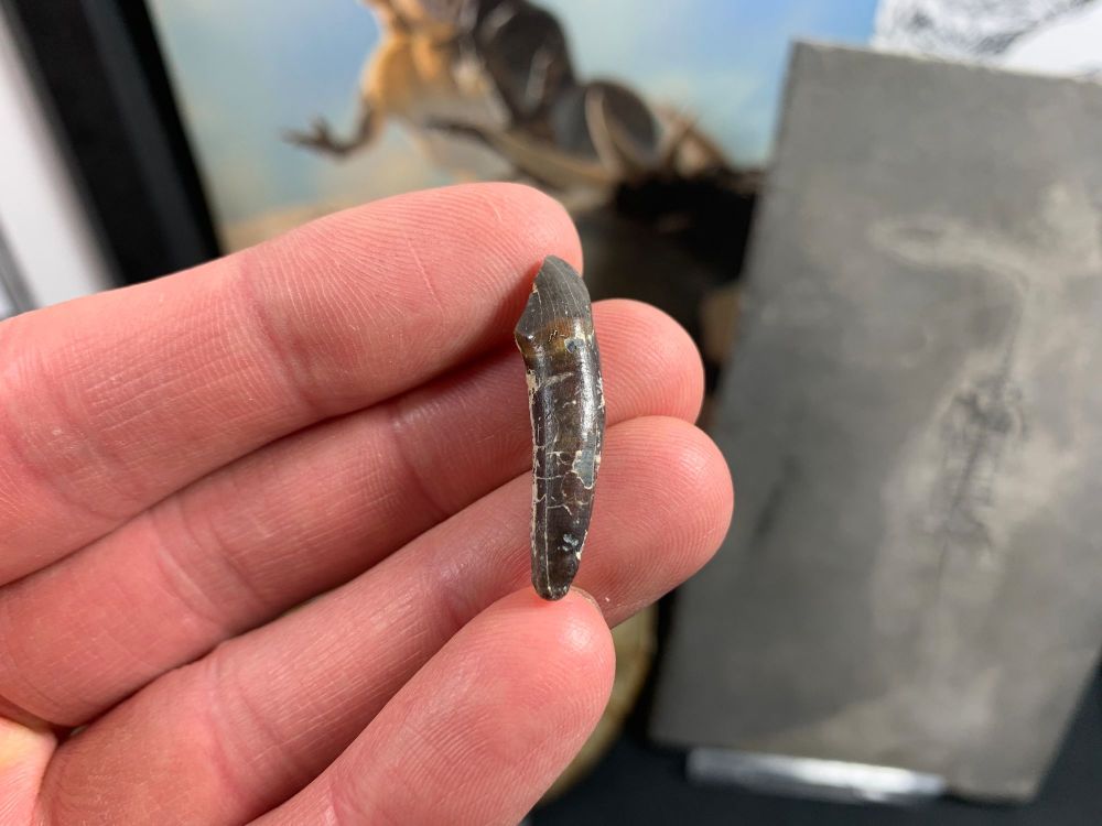 Plagiolophus (Primitive Horse) Tooth, France #01