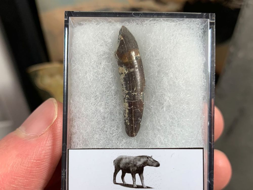 Plagiolophus (Primitive Horse) Tooth, France #01