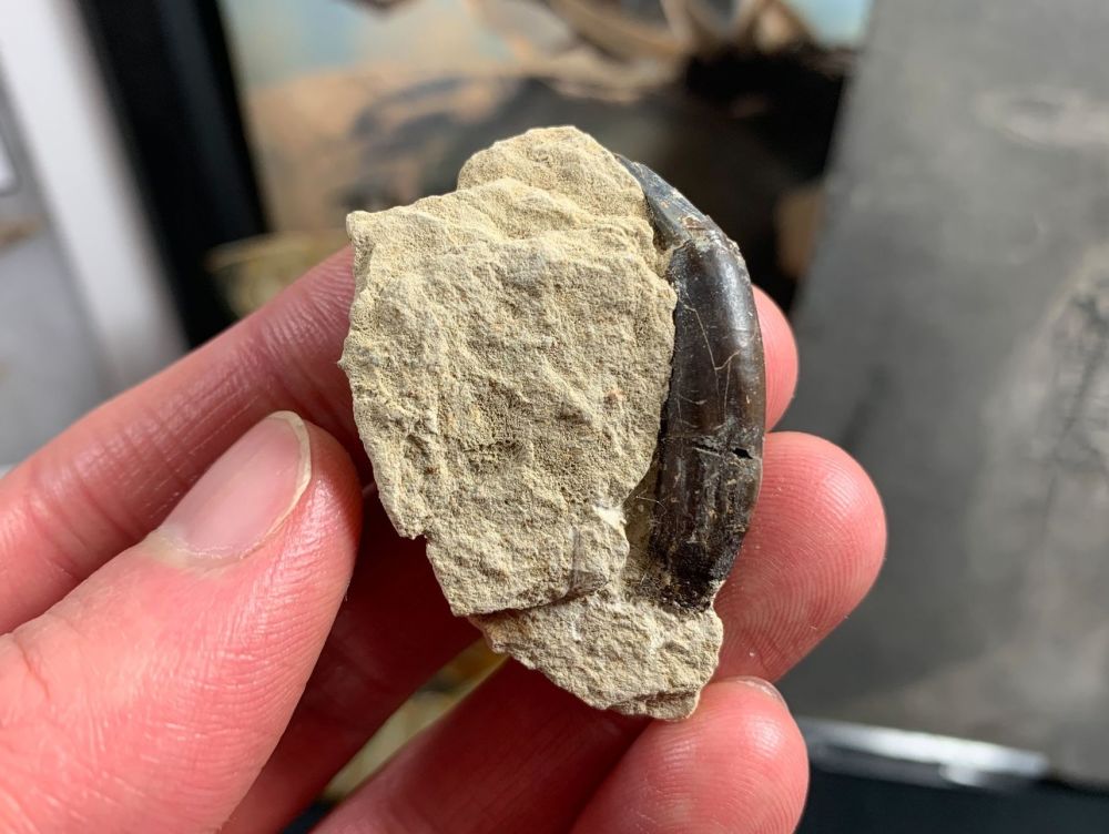 Plagiolophus (Primitive Horse) Tooth, France #02