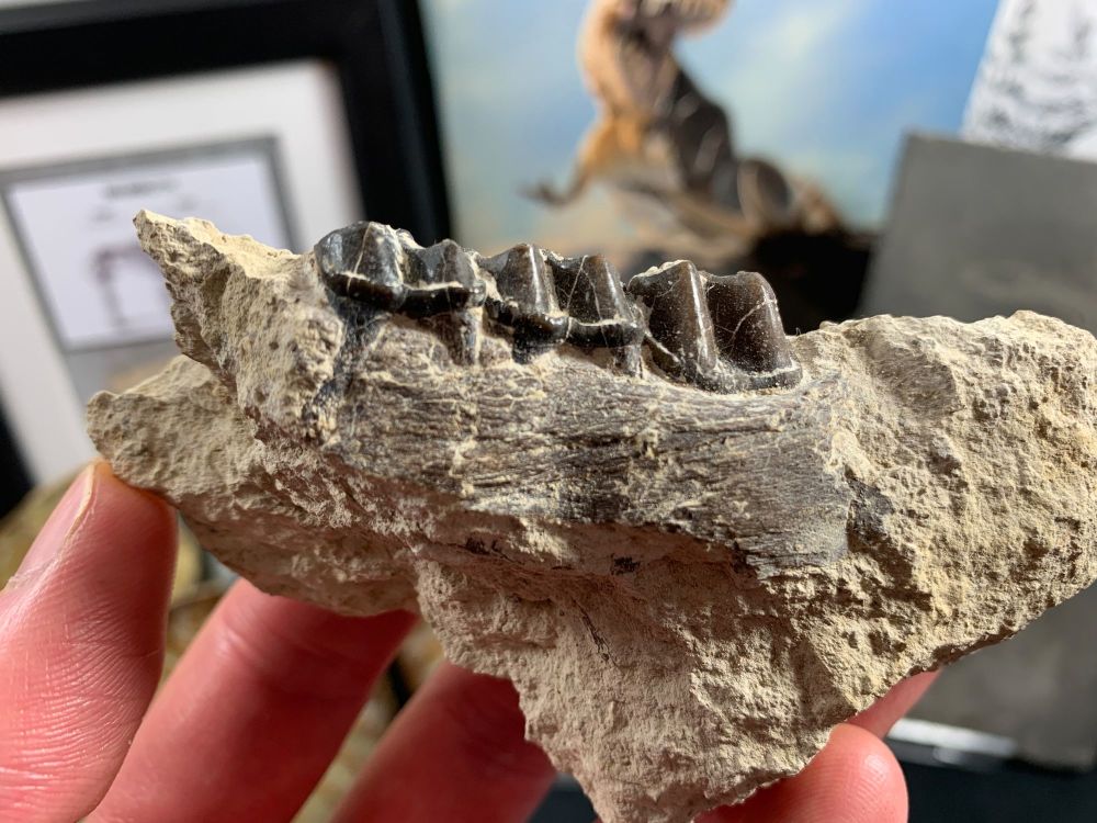 Plagiolophus (Primitive Horse) Jaw, France #01