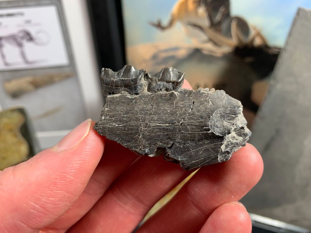 Plagiolophus (Primitive Horse) Jaw, France #02