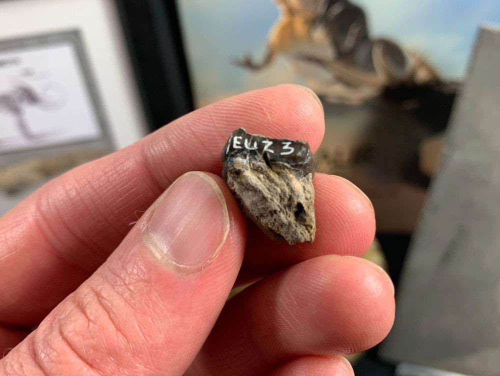 Palaeotherium Tooth, France #01