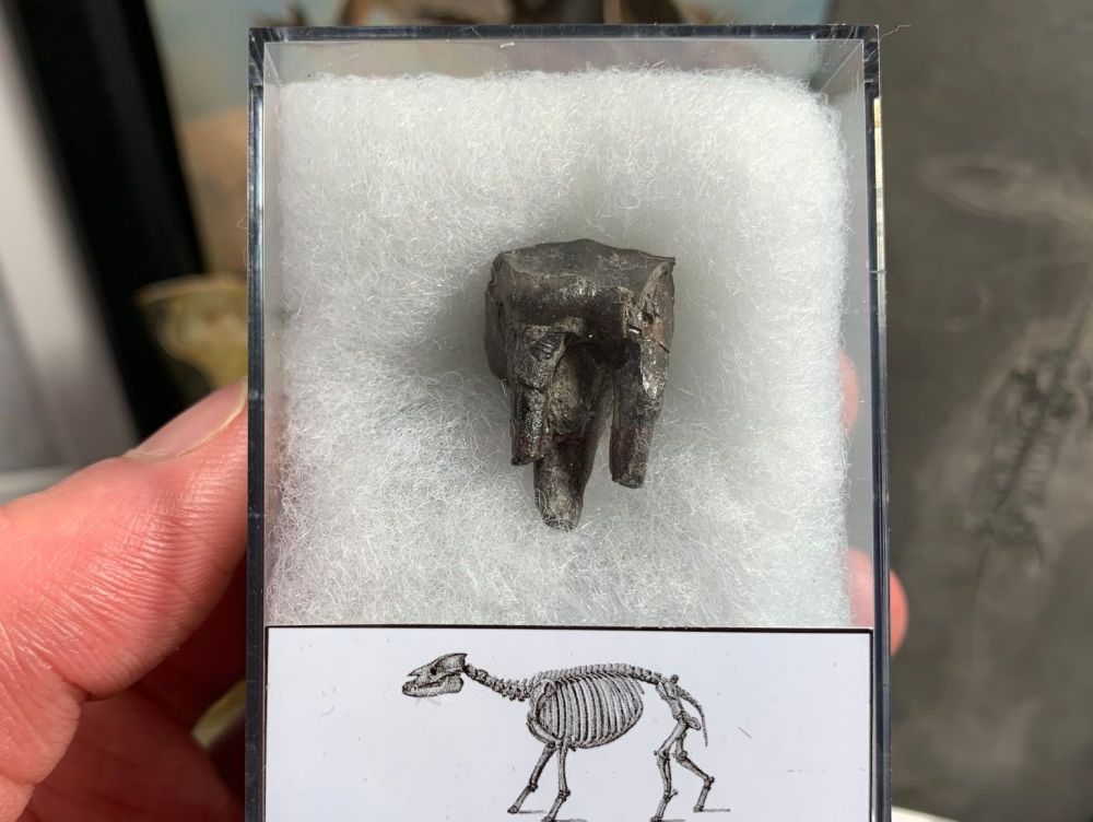 Palaeotherium Tooth, France #02