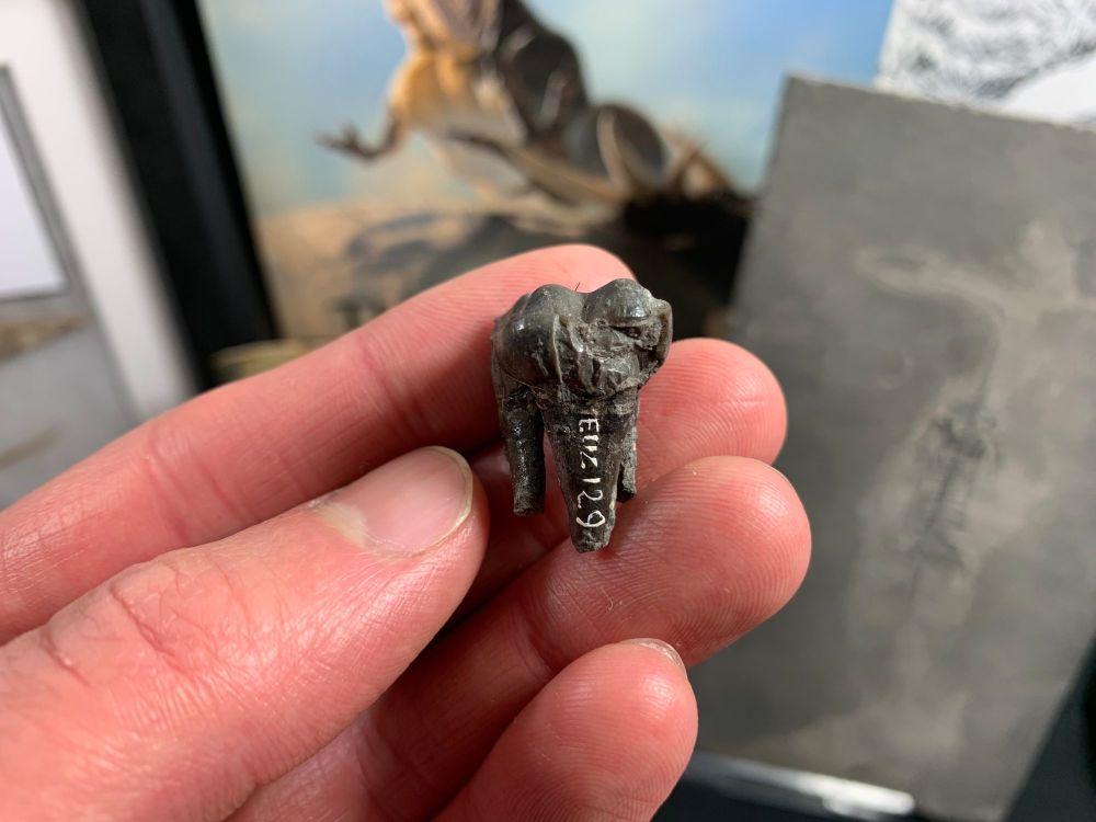 Palaeotherium Tooth, France #02