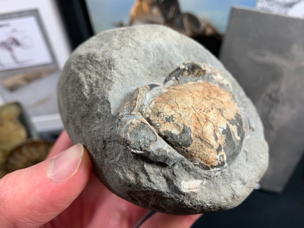 Fossil Crab (Galene granulifera), Taiwan