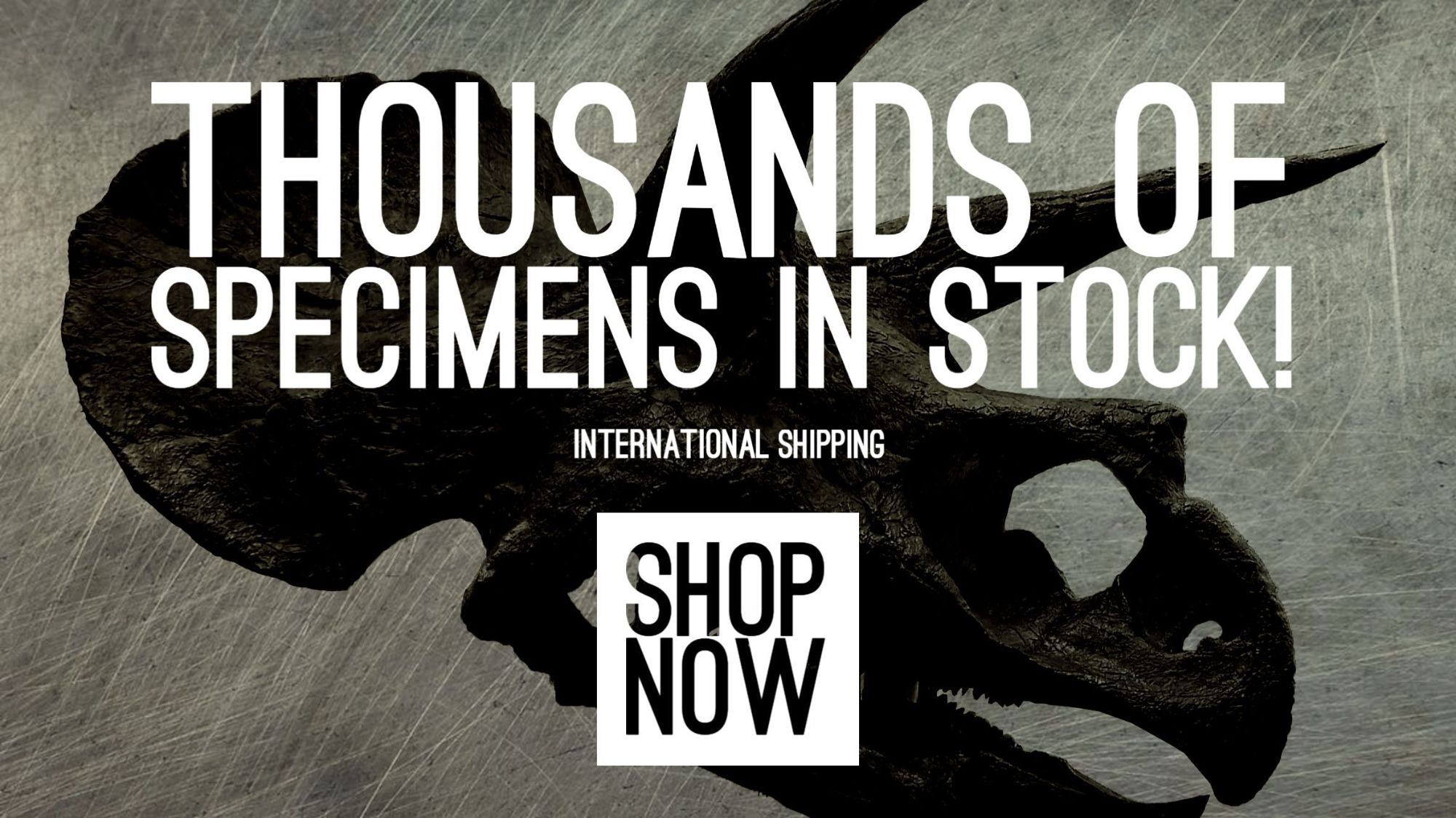 Dino Fossils UK Huge Selection of Fossils For Sale.