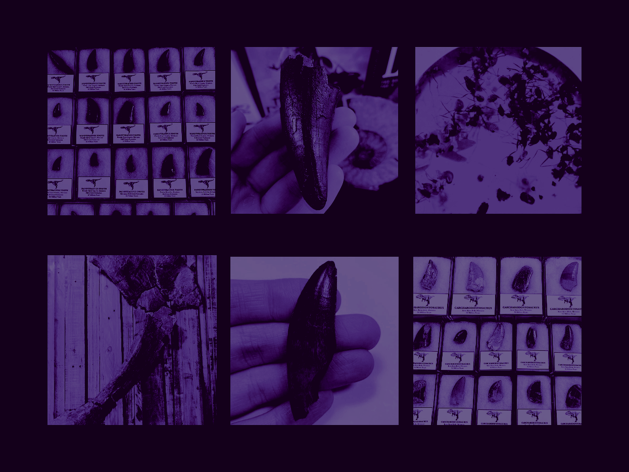 Dino Fossils UK Huge Selection of Fossils For Sale.