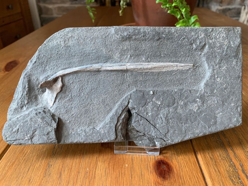 Ichthyosaur Rib , Germany #03