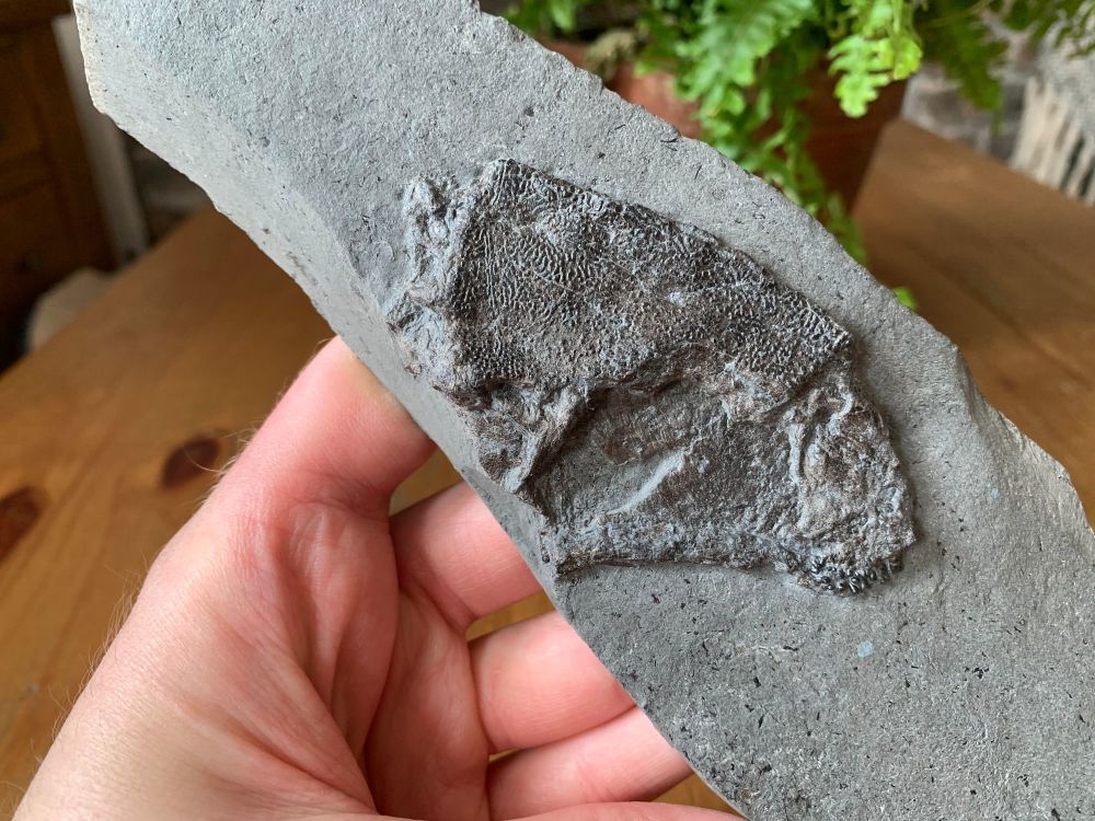 Dapedium Fish Skull (Germany)  #01