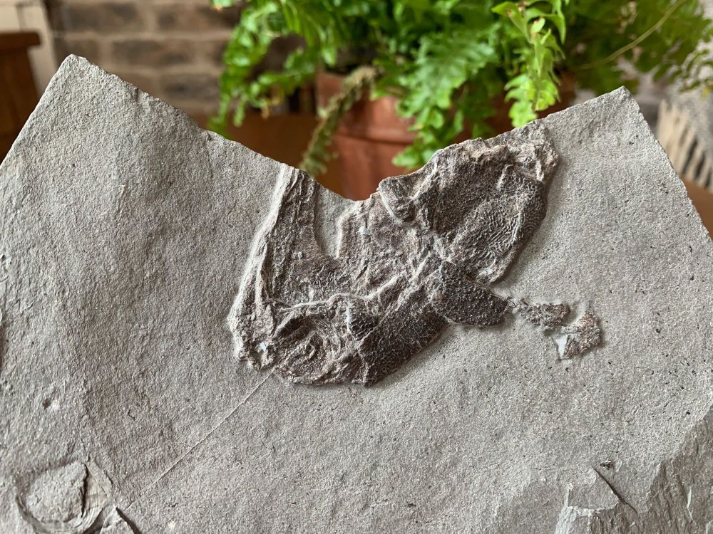 Dapedium Fish Skull (Germany)  #02