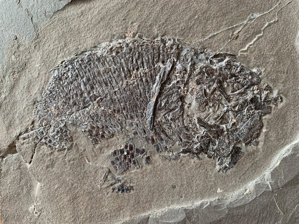Dapedium Fossil Fish (Germany)