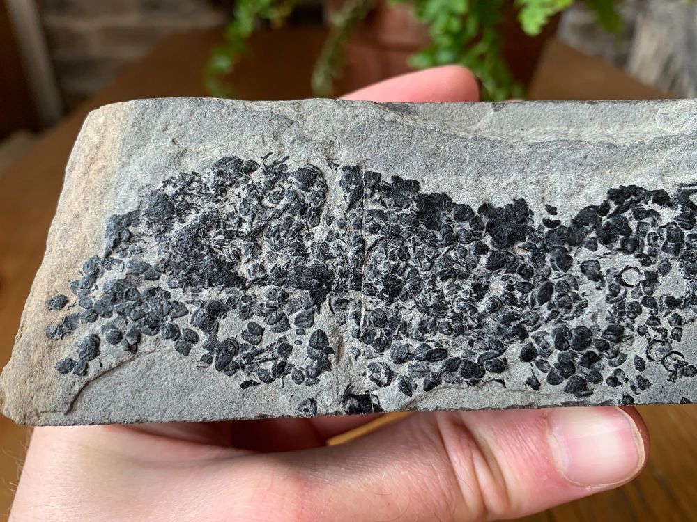 Osteolepis panderi, Devonian Fossil Fish (Scotland) #01