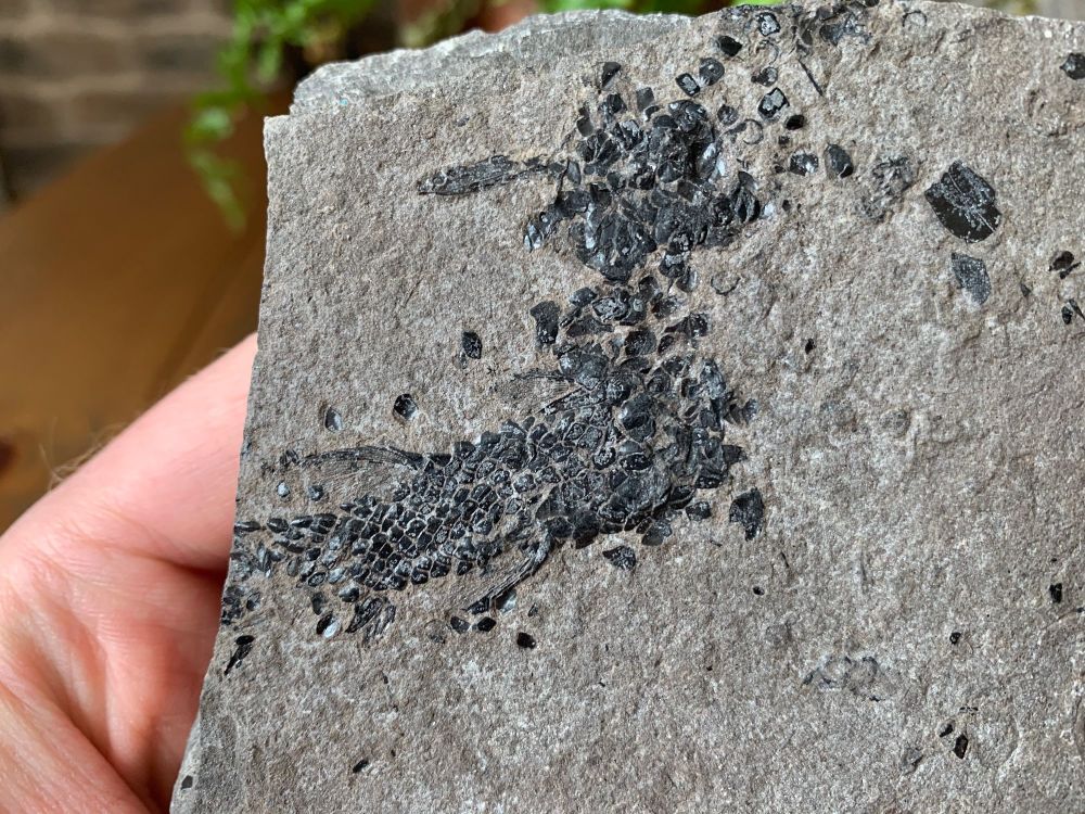 Osteolepis panderi, Devonian Fossil Fish (Scotland) #02