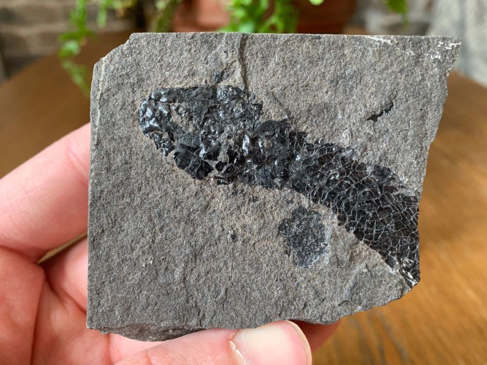 Osteolepis panderi, Devonian Fossil Fish (Scotland) #03
