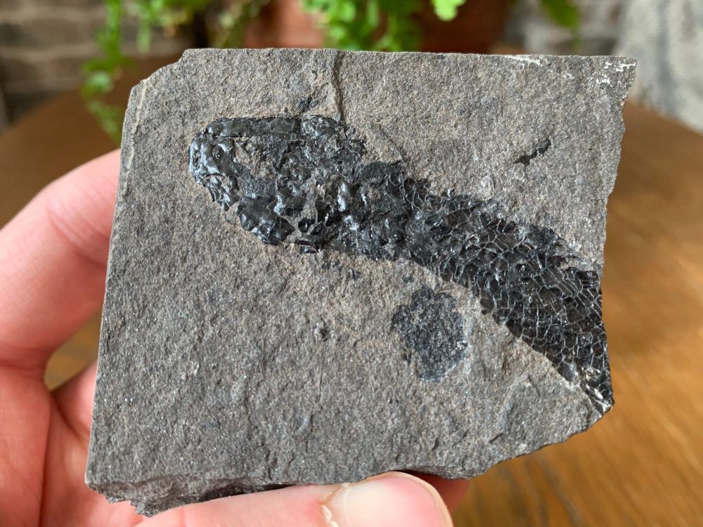 Osteolepis panderi, Devonian Fossil Fish (Scotland) #03