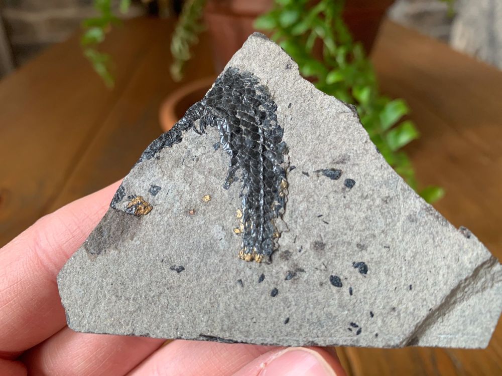 Osteolepis panderi, Devonian Fossil Fish (Scotland) #04