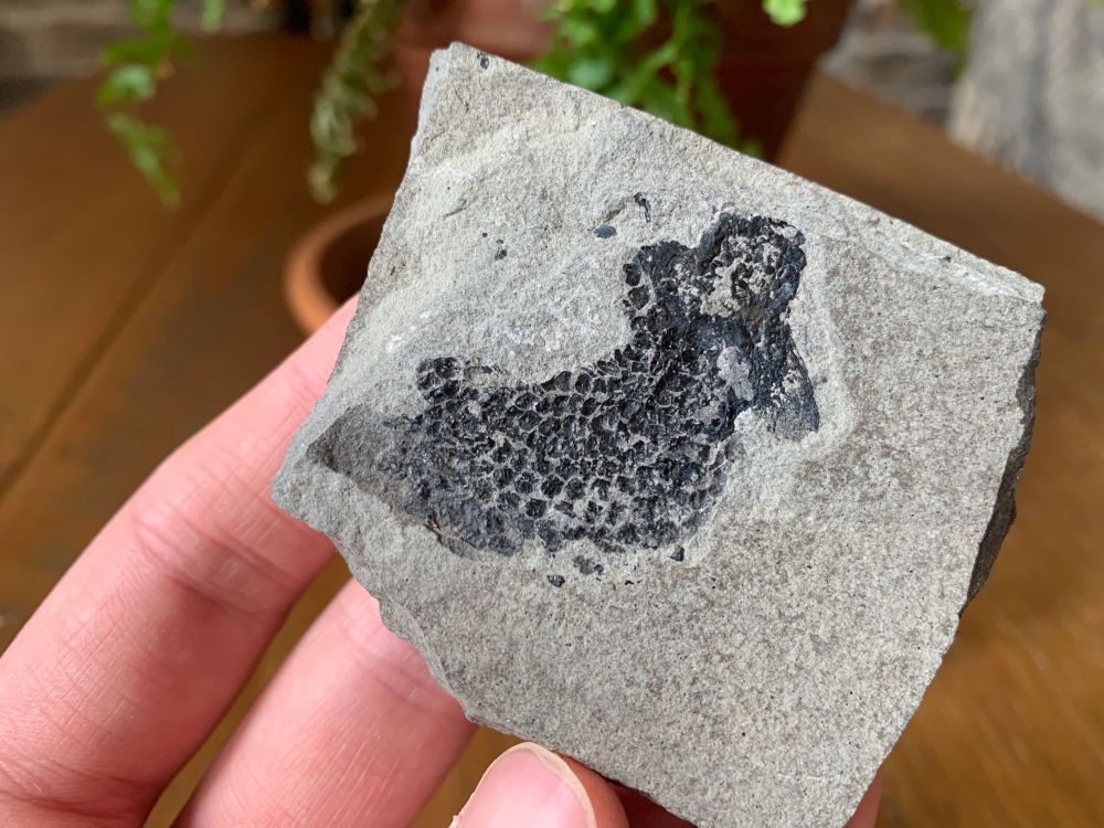 Osteolepis panderi, Devonian Fossil Fish (Scotland) #05