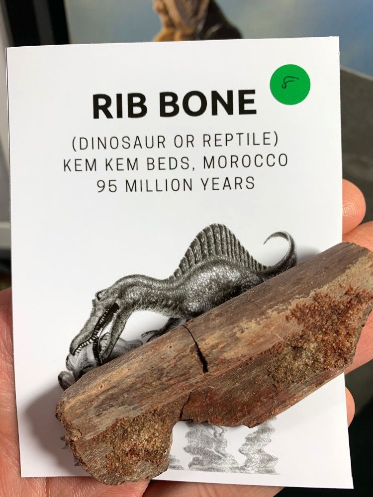 Dinosaur or Reptile Rib Bone (Kem Kem) #08